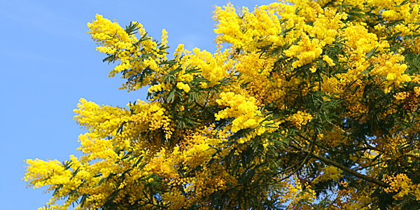 Gelbe Mimose